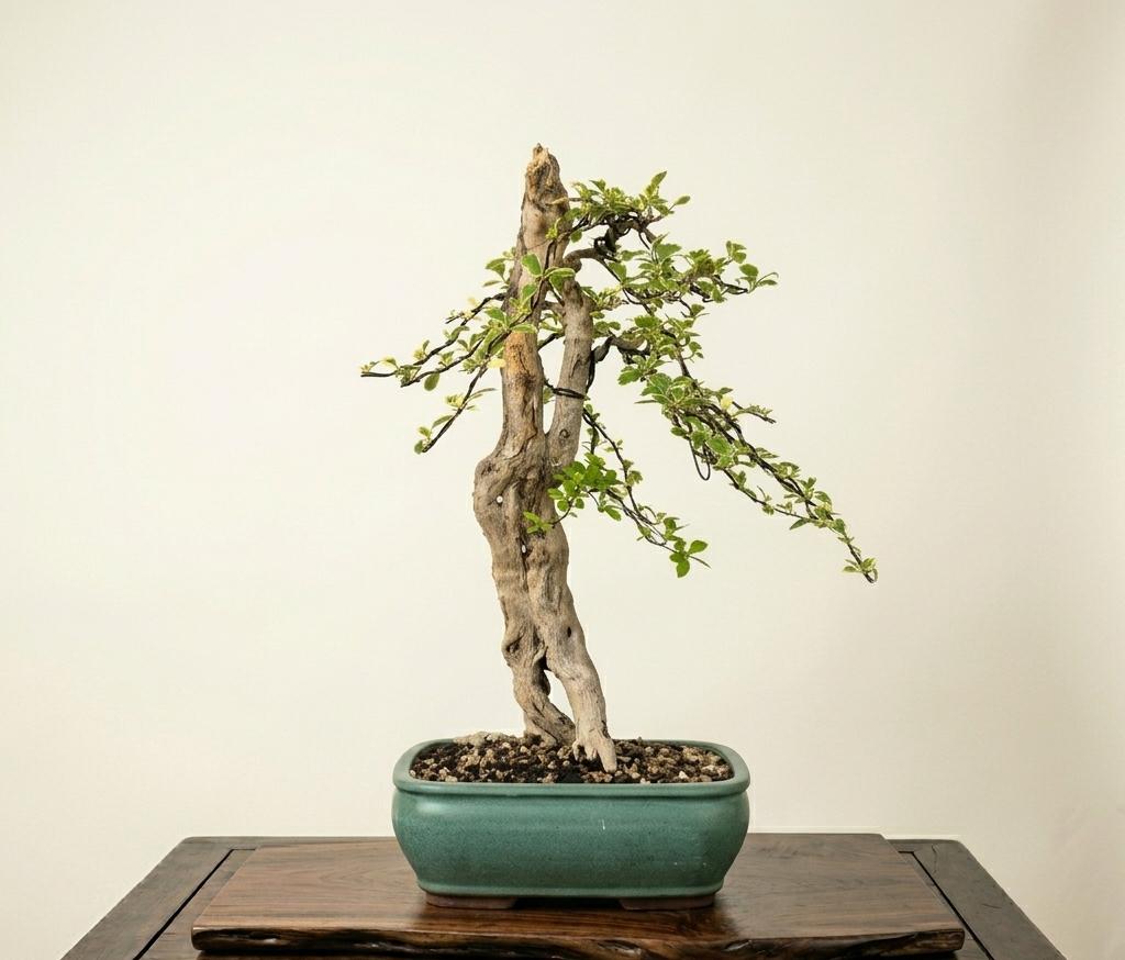 Bonsai of Bougainvillea
