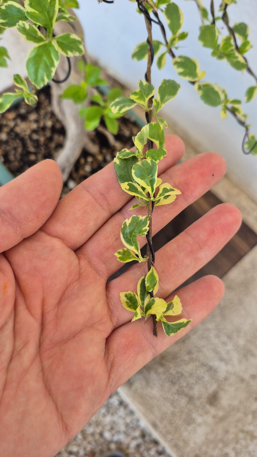 Bonsai of Bougainvillea