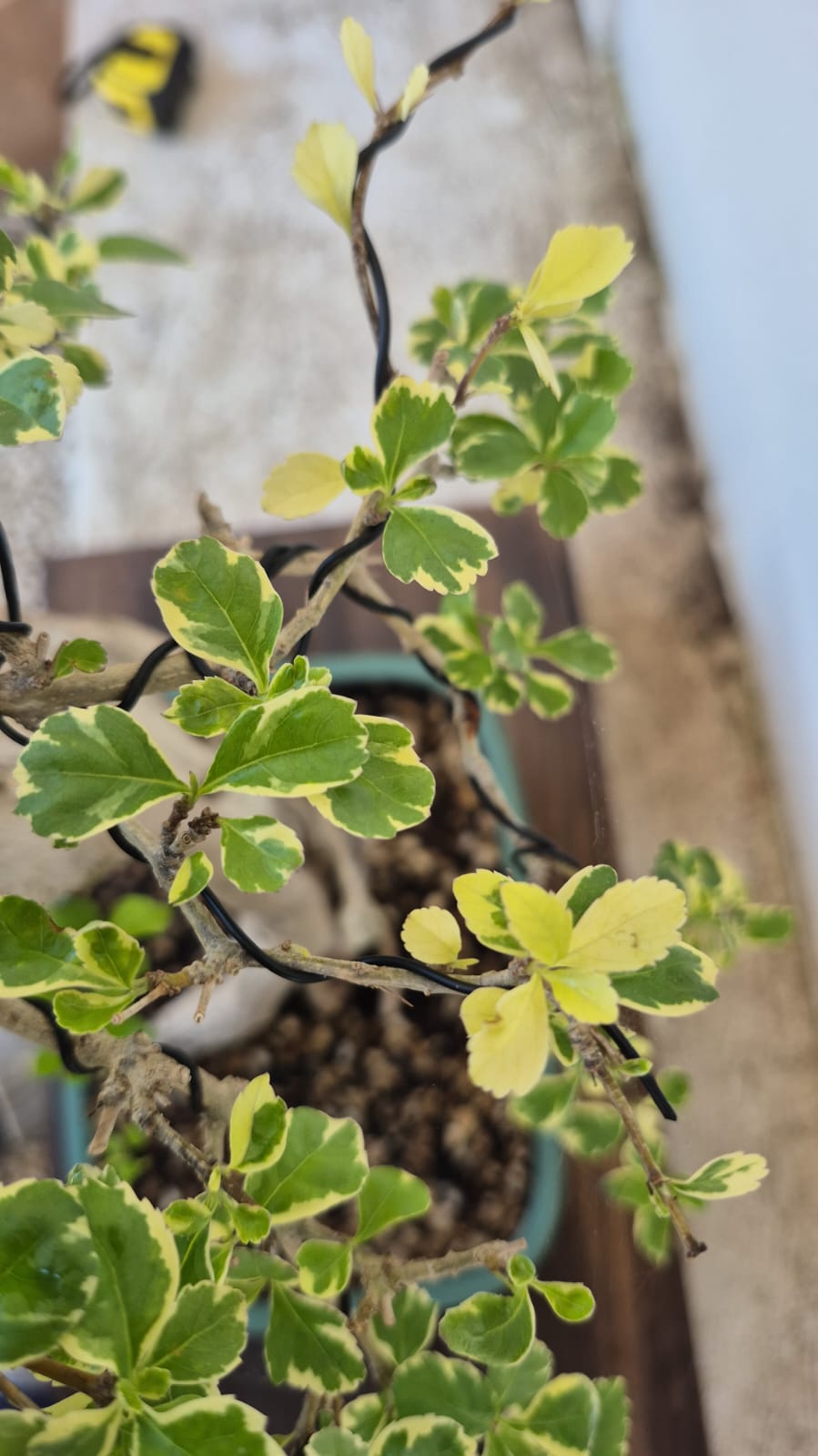 Bonsai of Bougainvillea