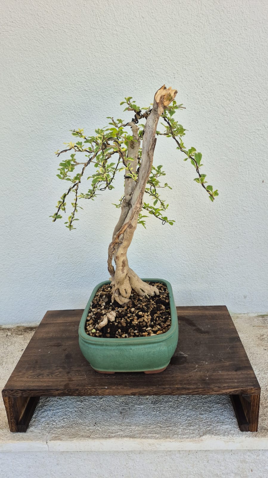 Bonsai of Bougainvillea