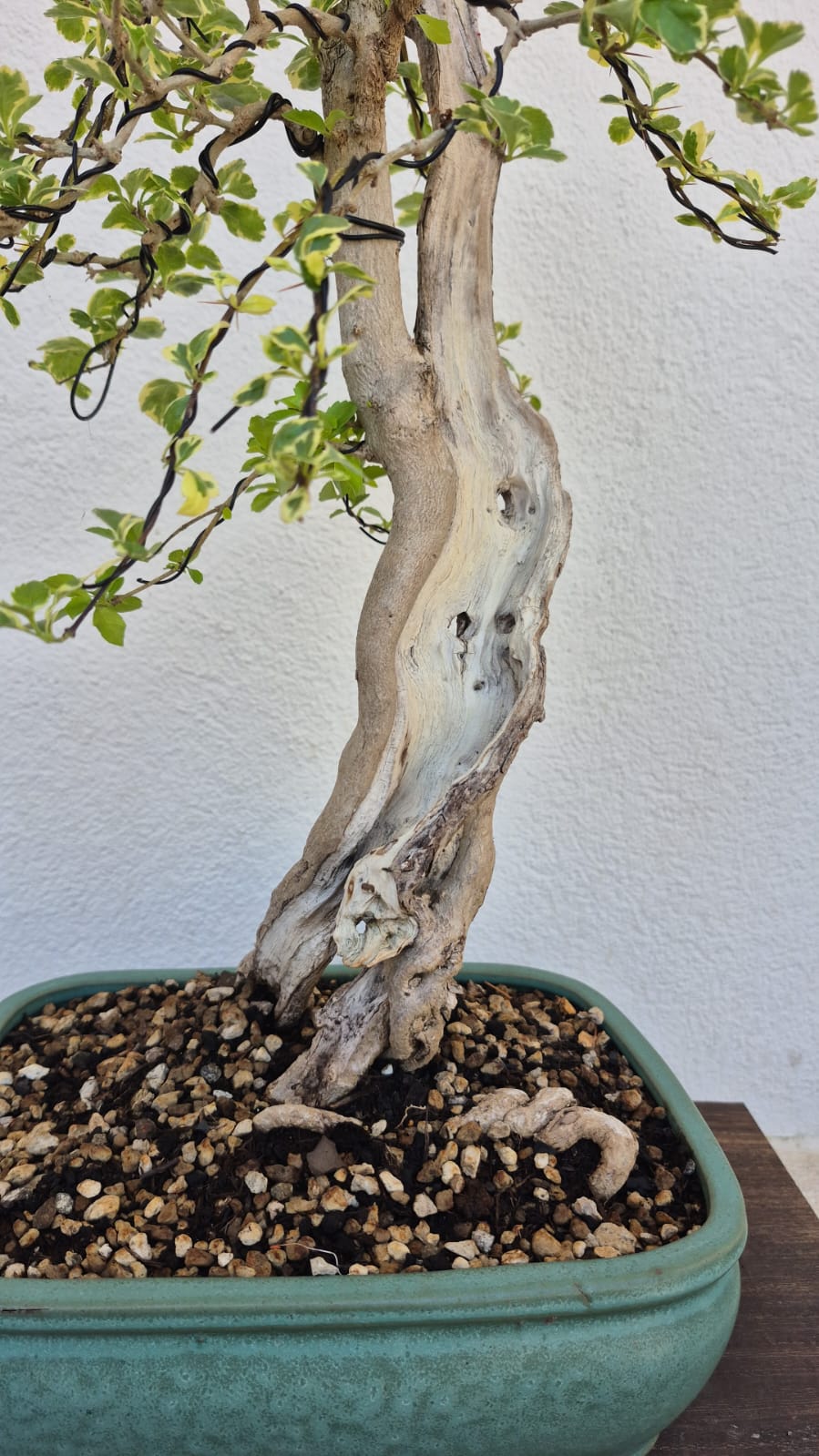 Bonsai of Bougainvillea