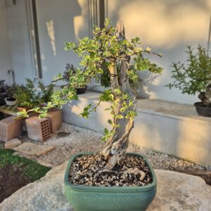 Bonsai of Bougainvillea