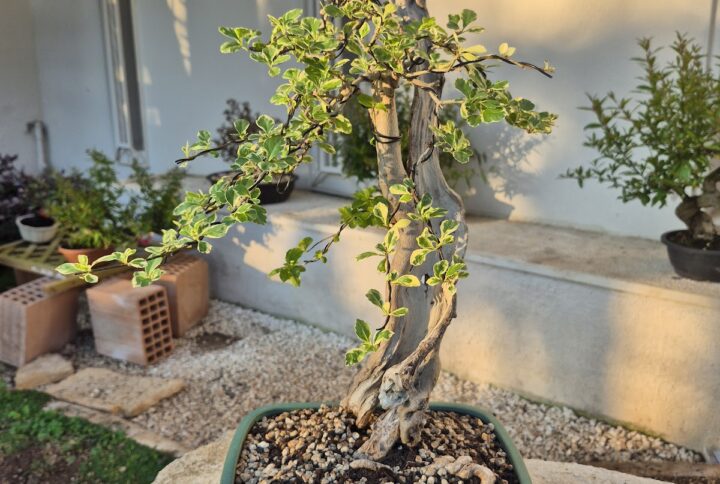 Bonsai of Bougainvillea