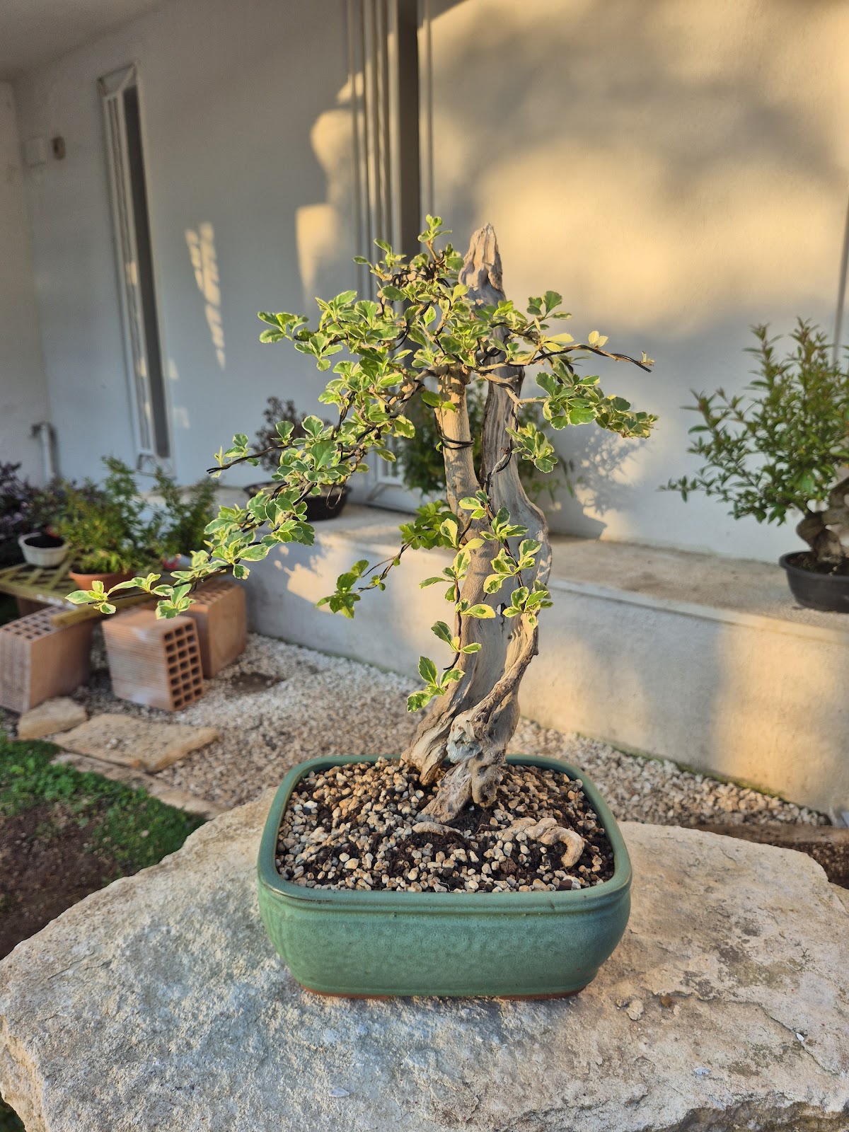 Bonsai of Bougainvillea