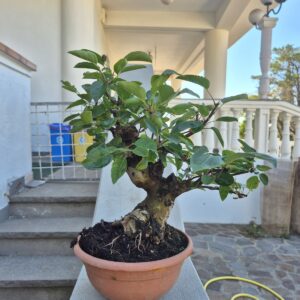 Apple bonsai Malus side view showing trunk movement and branches