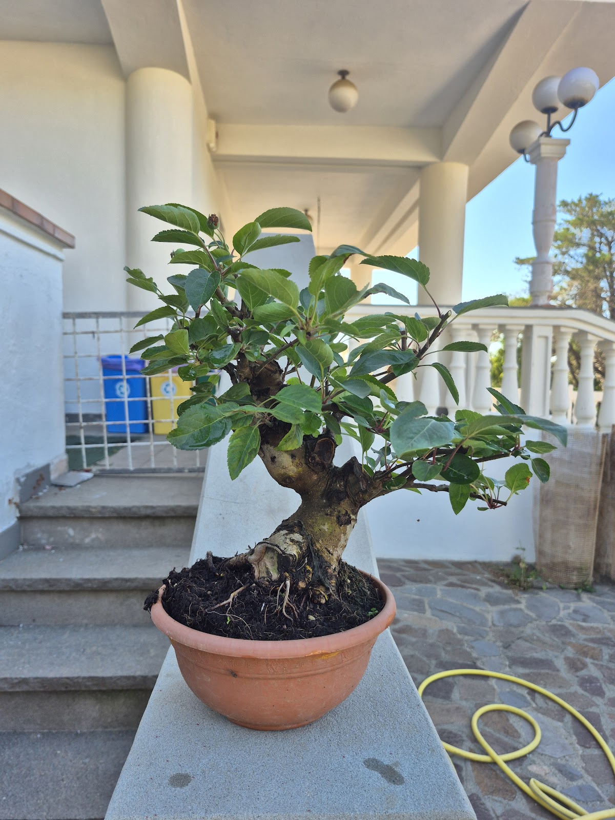 Apple bonsai Malus side view showing trunk movement and branches