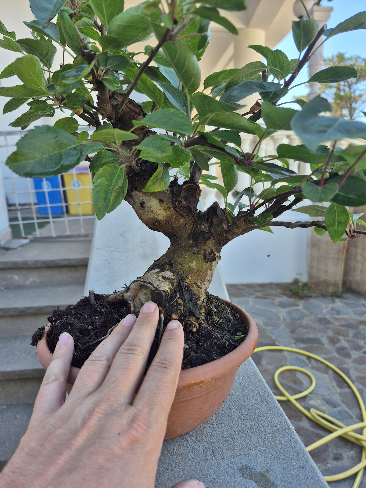 Front view of a Malus apple bonsai tree