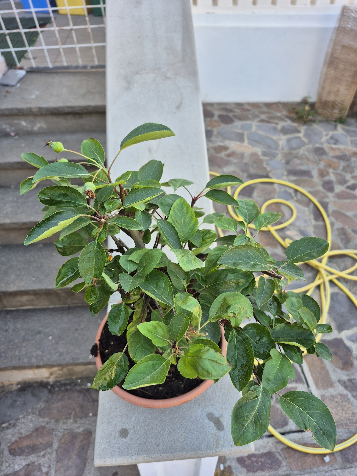 Foliage detail of an apple bonsai (Malus)