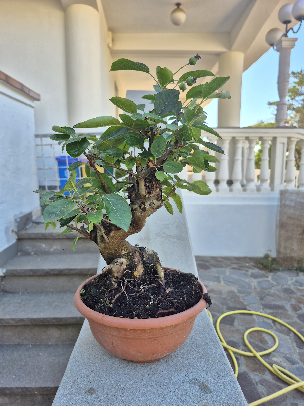 Trunk and nebari of an apple bonsai Malus