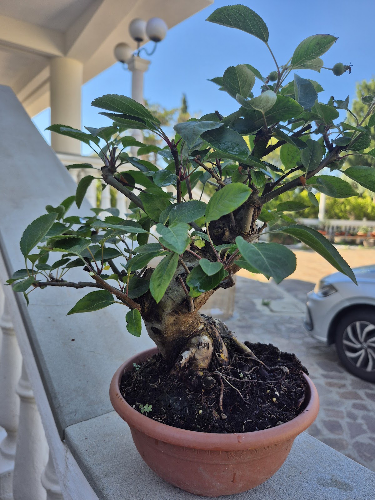 Apple bonsai tree planted in a ceramic bonsai pot