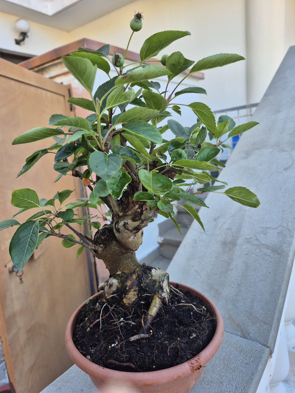 Close-up of apple bonsai branches and leaves