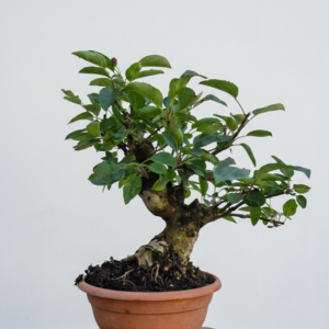 Apple bonsai (Malus) with green foliage in a glazed bonsai pot