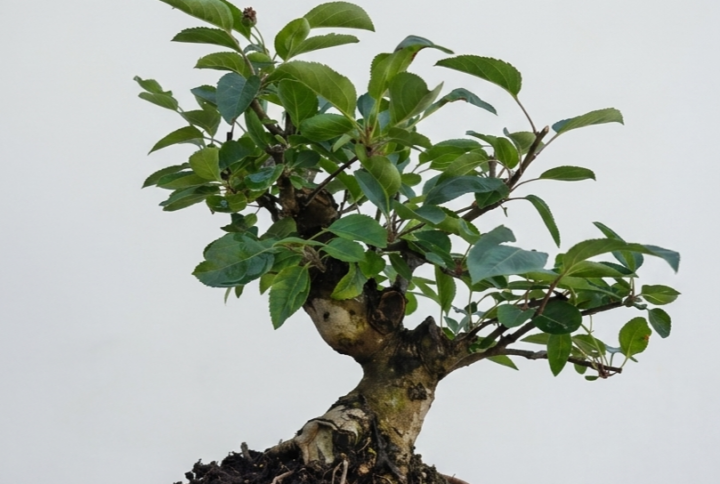 Apple bonsai (Malus) with green foliage in a glazed bonsai pot