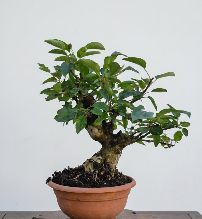 Apple bonsai (Malus) with green foliage in a glazed bonsai pot