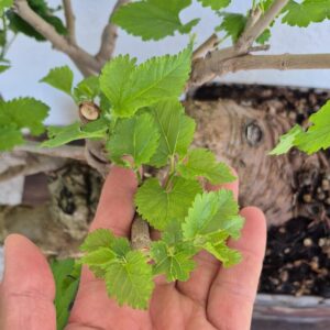 Bonsai of Mulberry