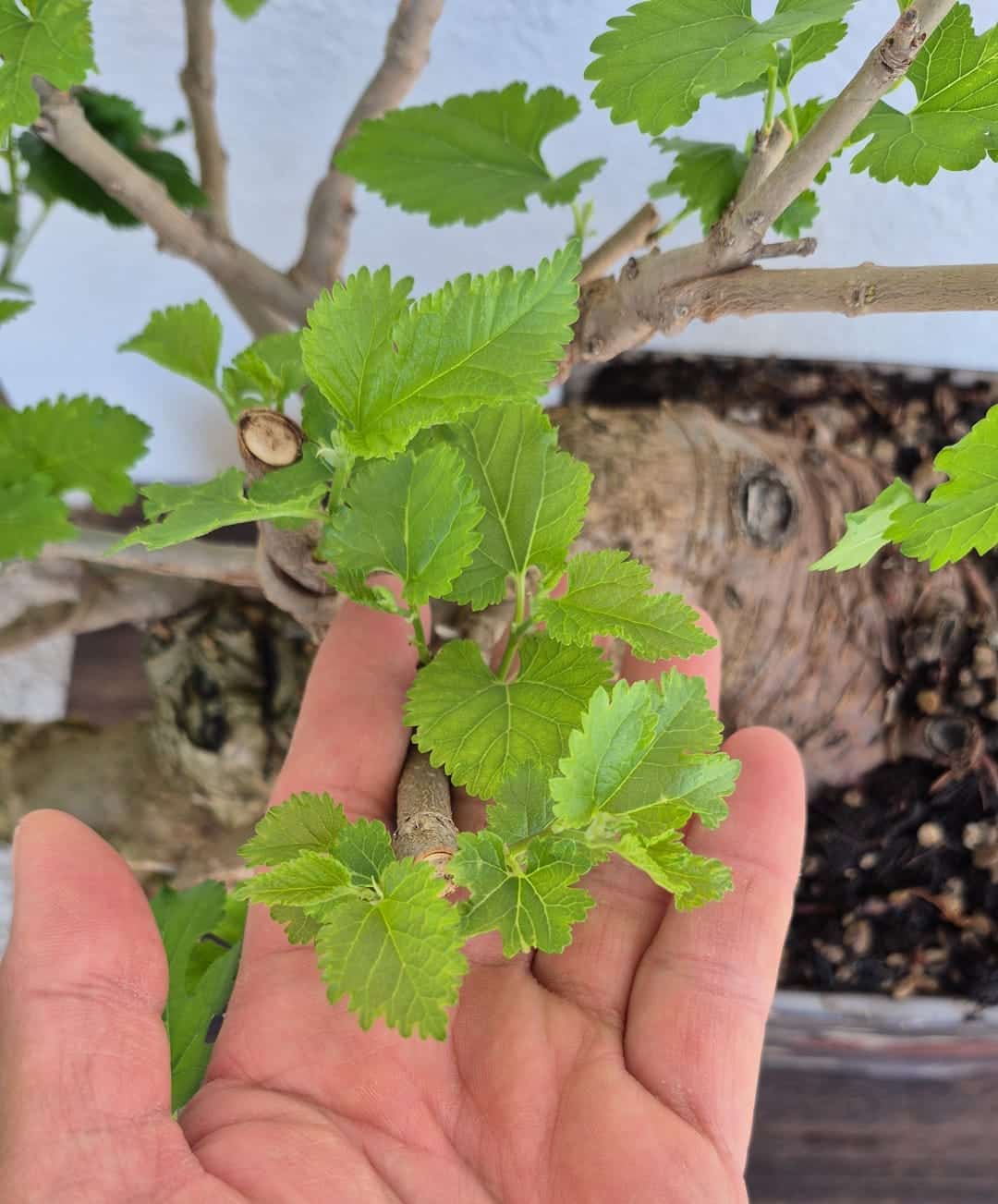 Bonsai of Mulberry