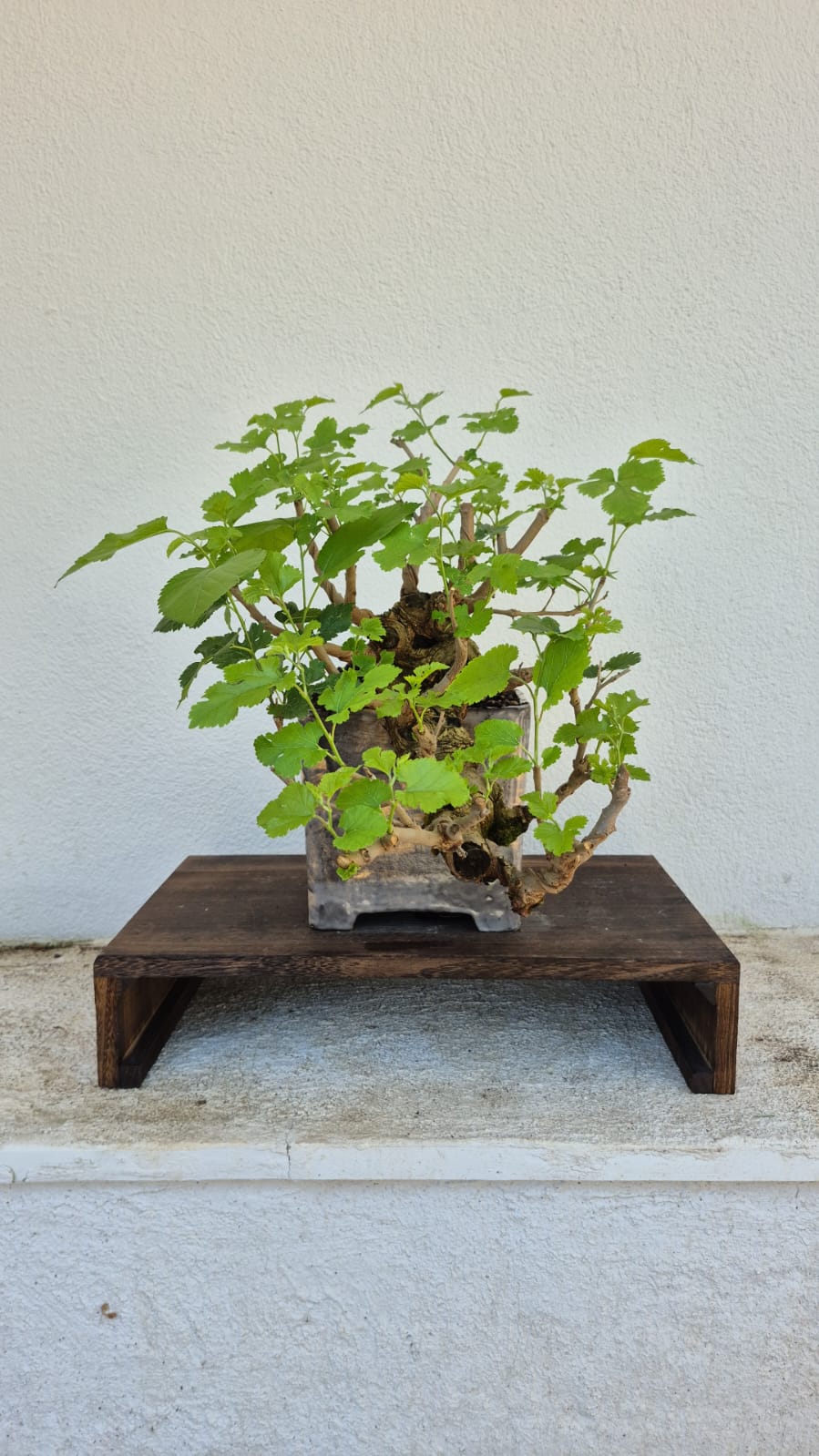 Bonsai of Mulberry