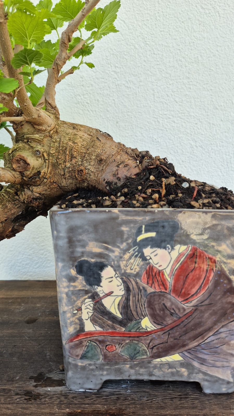 Bonsai of Mulberry