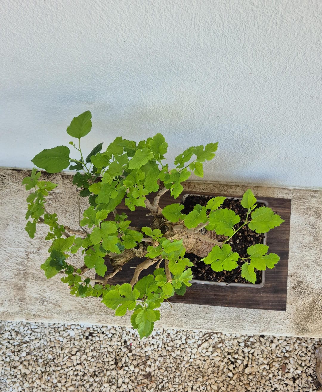 Bonsai of Mulberry
