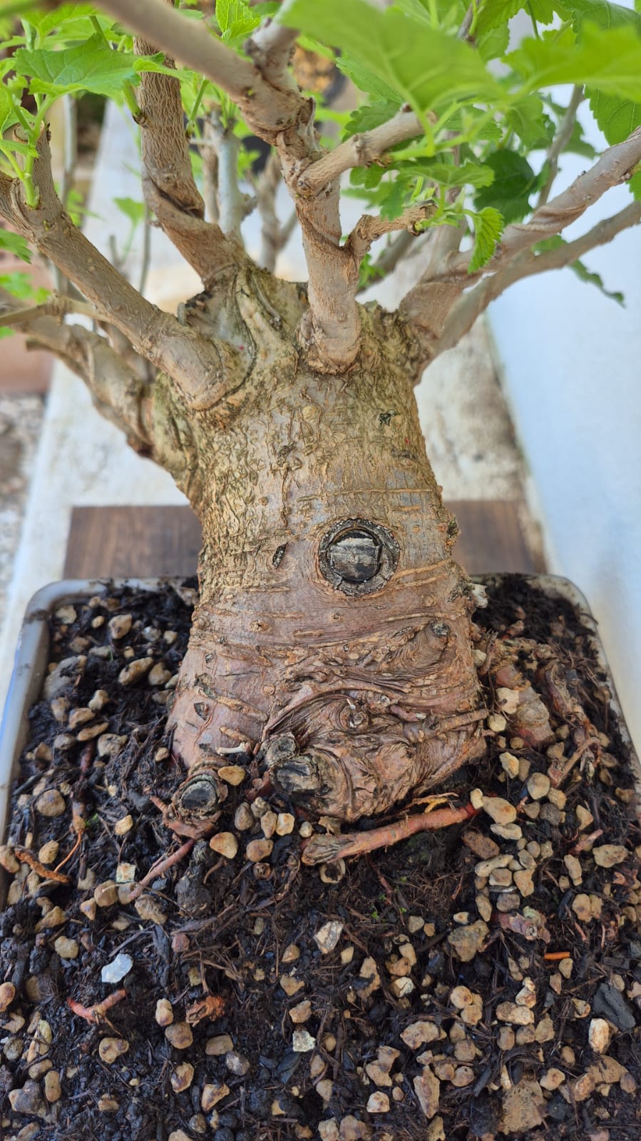 Bonsai of Mulberry