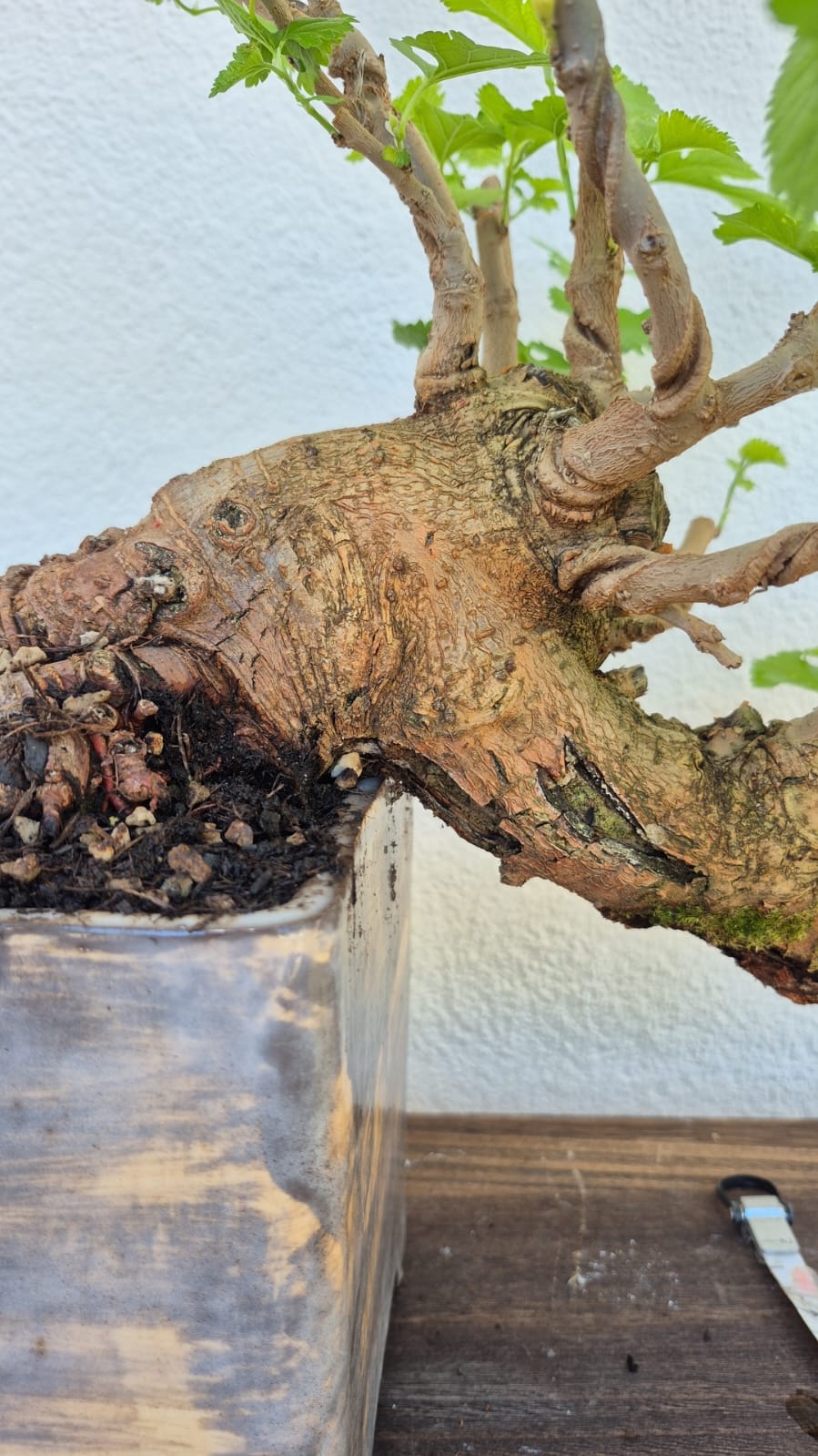 Bonsai of Mulberry