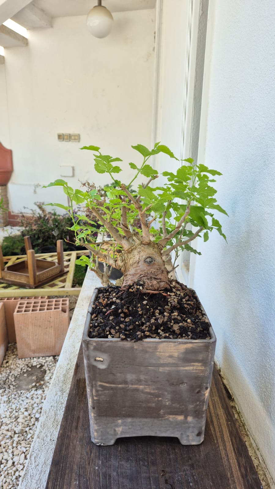 Bonsai of Mulberry