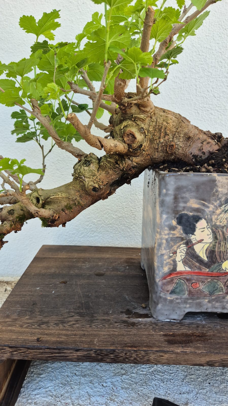 Bonsai of Mulberry