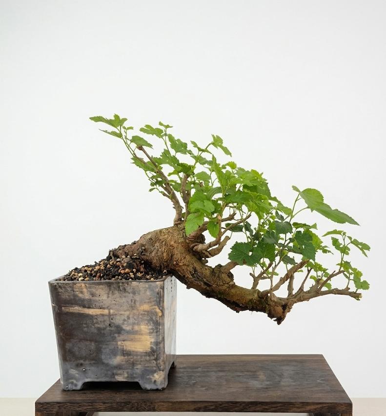 Bonsai of Mulberry