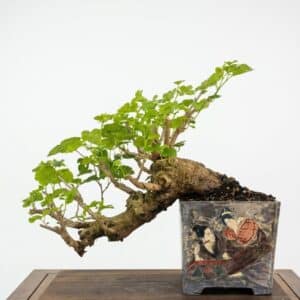Bonsai of Mulberry
