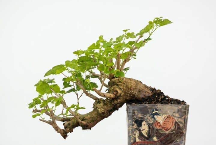 Bonsai of Mulberry
