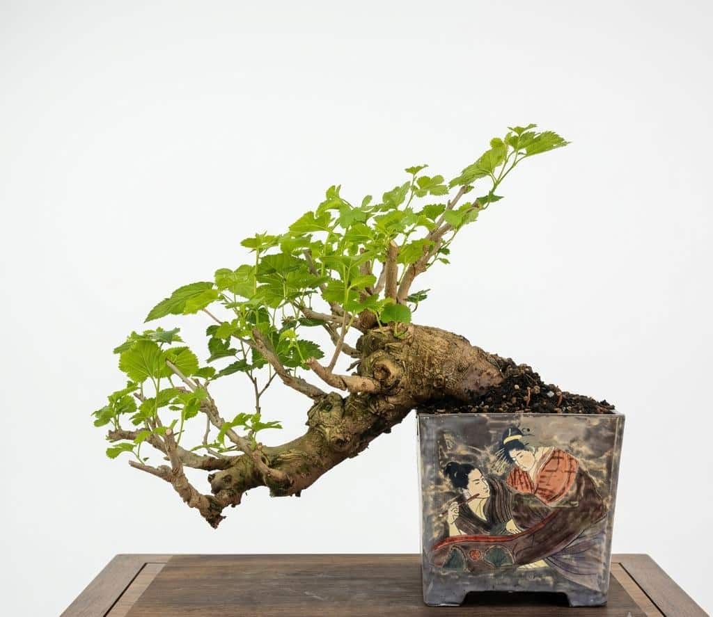 Bonsai of Mulberry