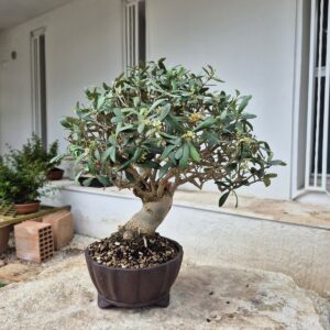 Bonsai of Olive 1
