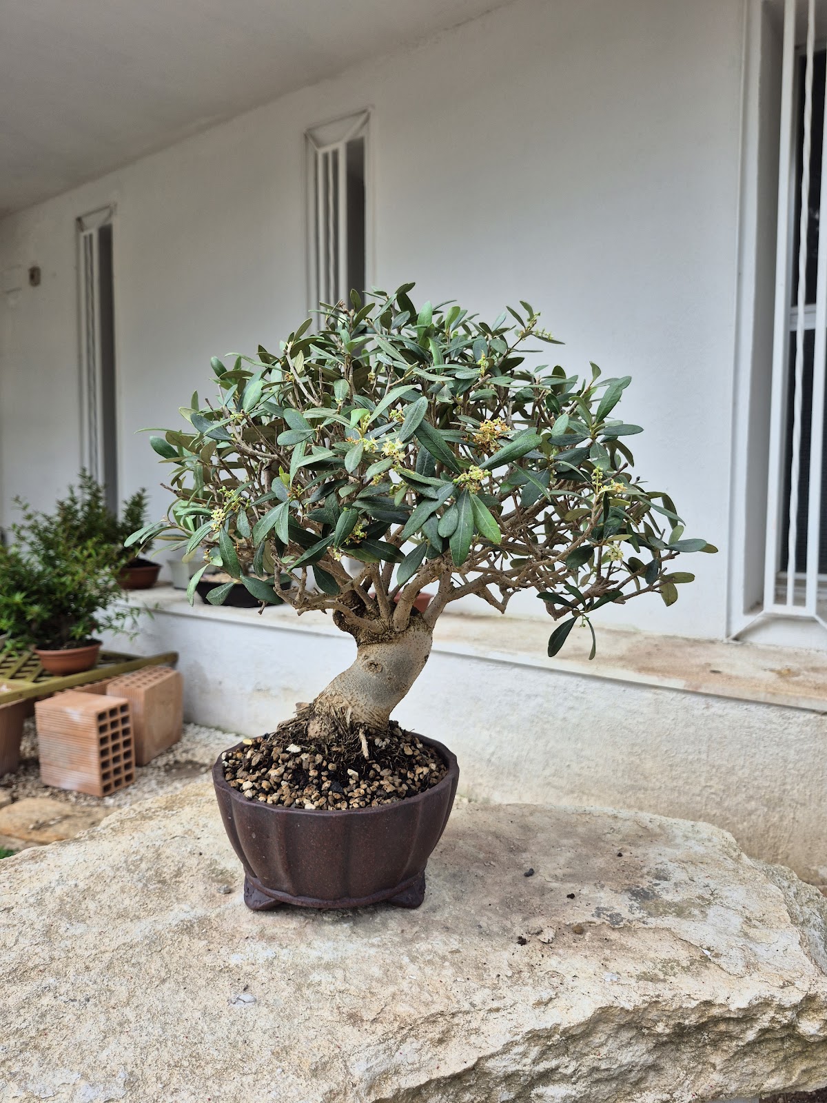 Bonsai of Olive 1
