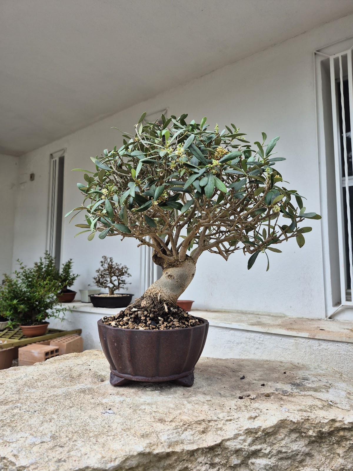 Bonsai of Olive 1