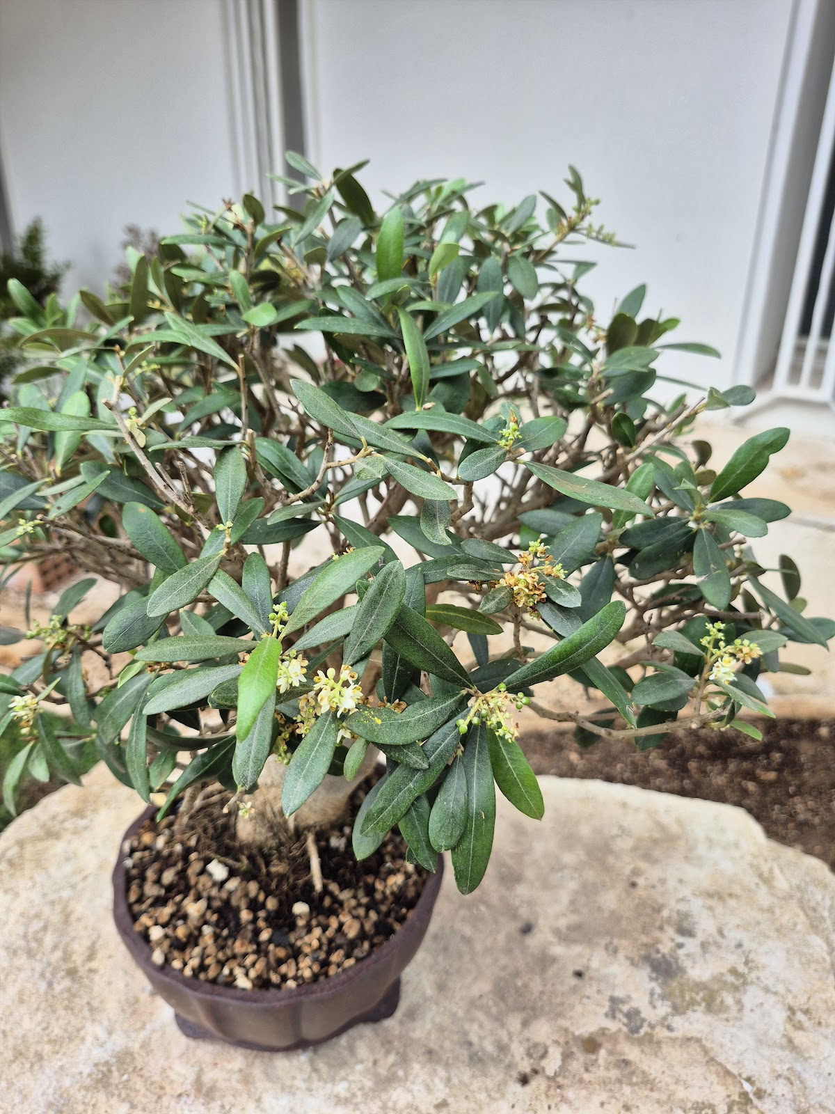 Bonsai of Olive 1
