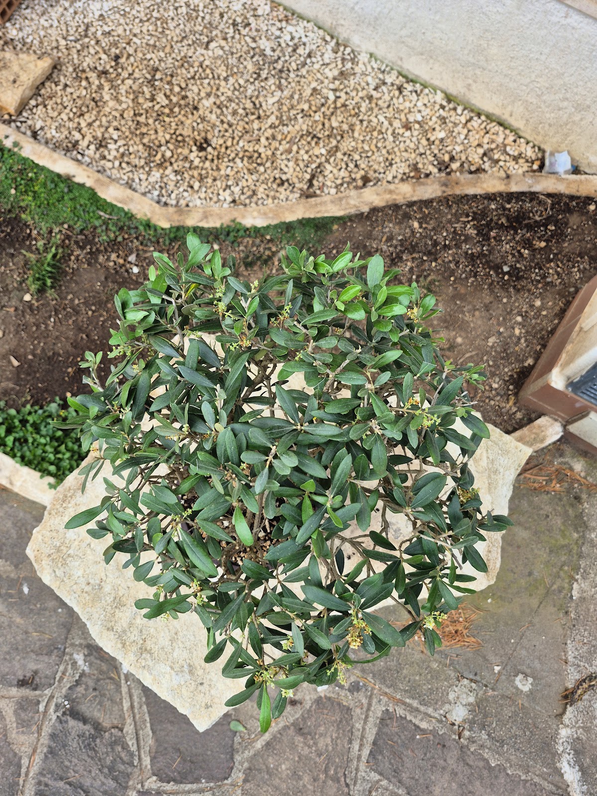 Bonsai of Olive 1