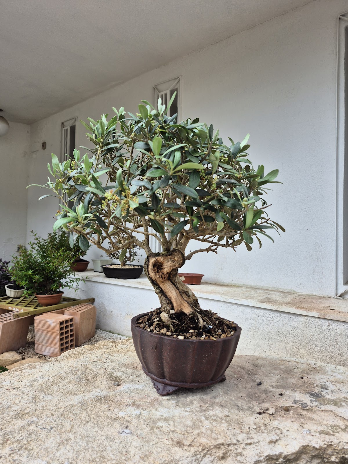 Bonsai of Olive 1