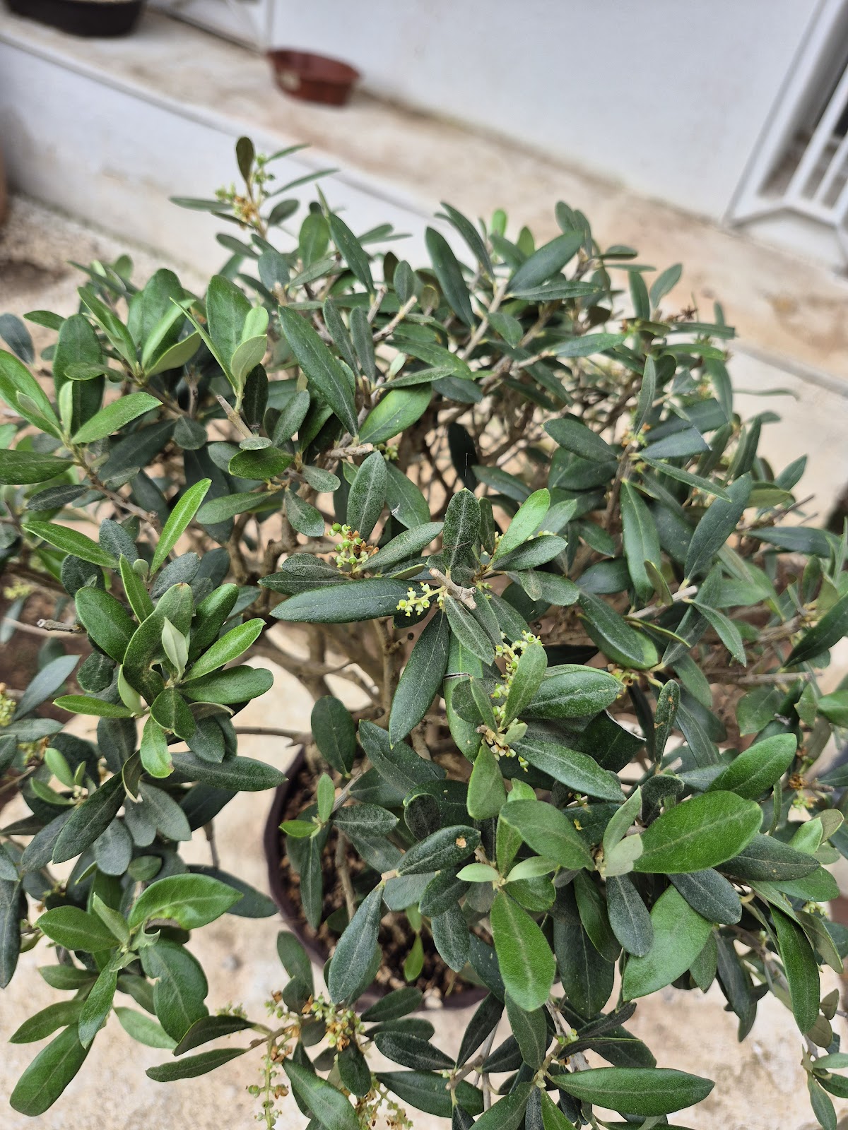 Bonsai of Olive 1