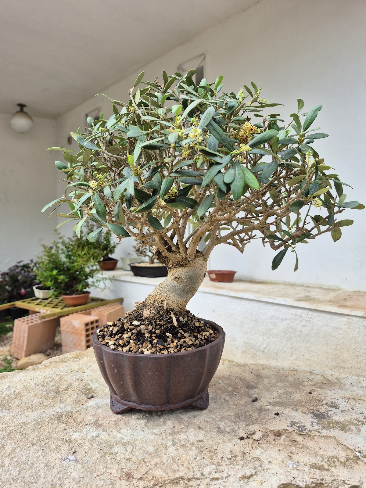Bonsai of Olive 1