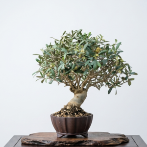 Bonsai of Olive 1