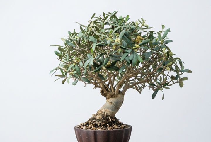 Bonsai of Olive 1