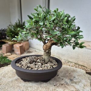 Bonsai of Olive 2