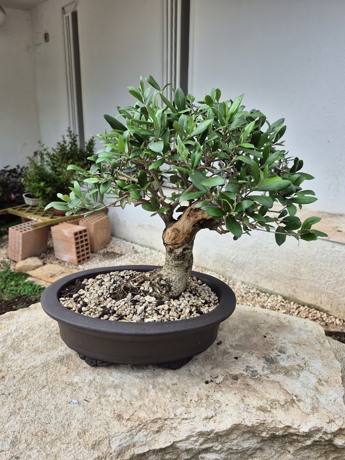 Bonsai of Olive 2