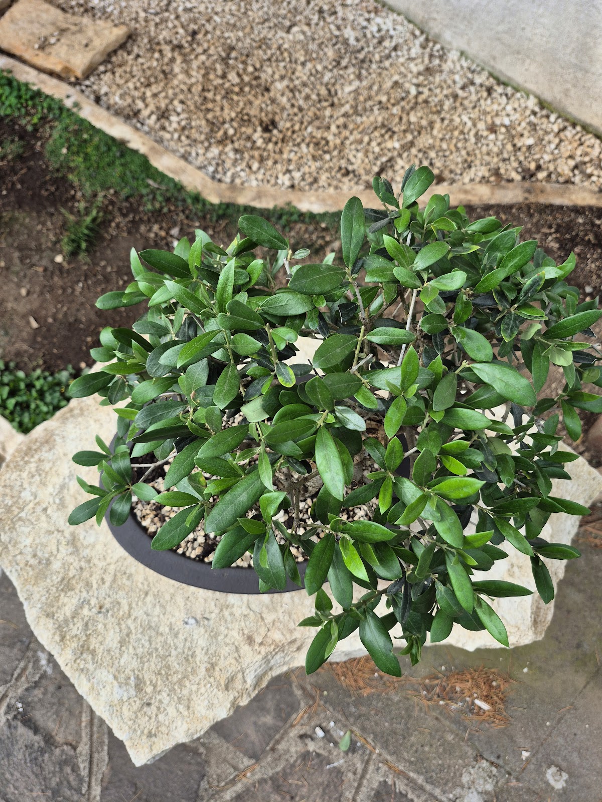 Bonsai of Olive 2