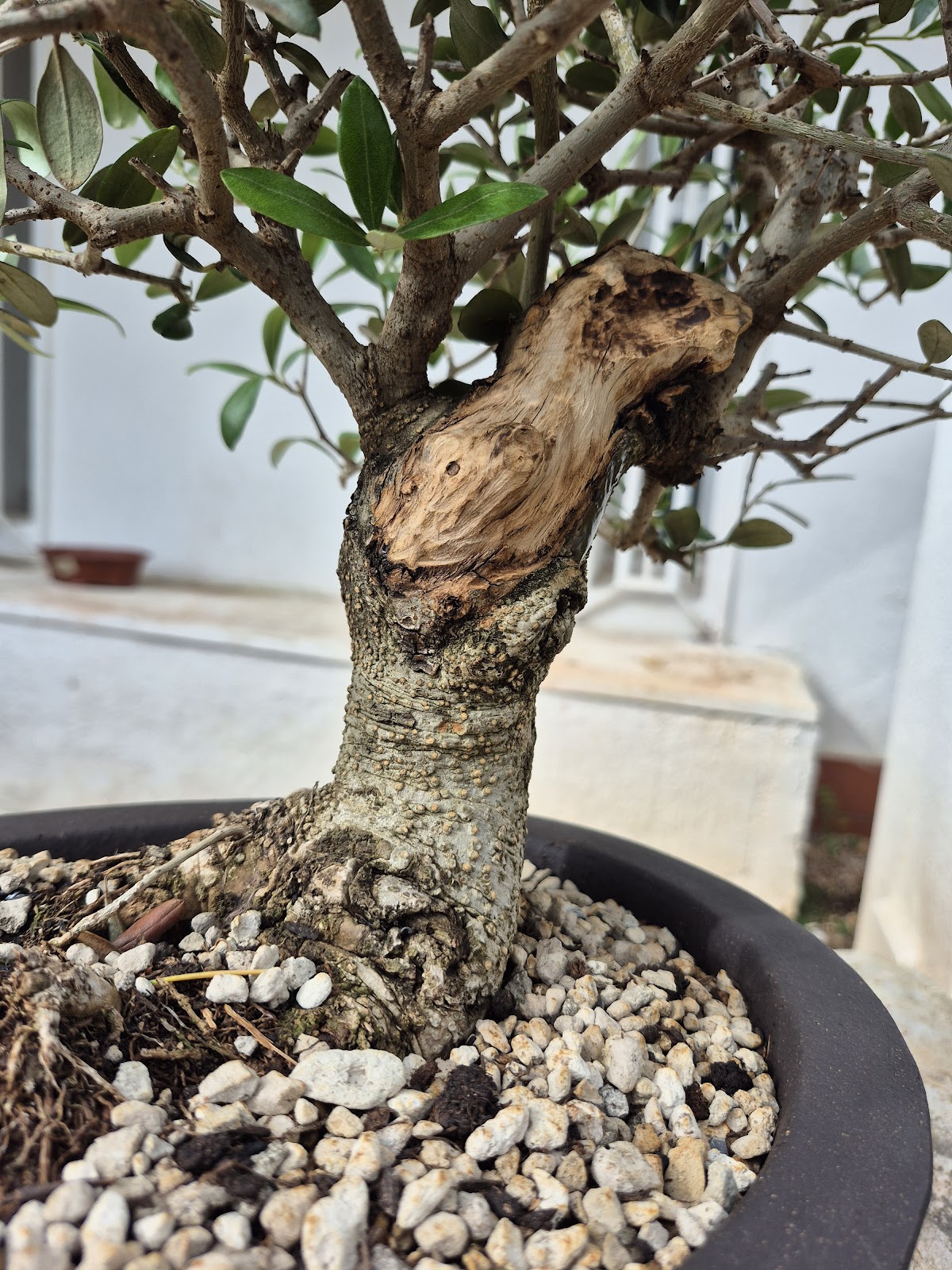Bonsai of Olive 2