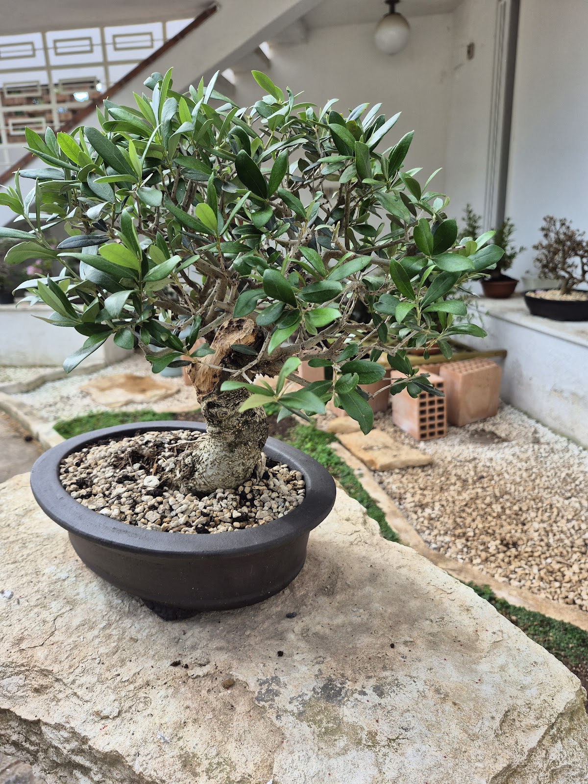 Bonsai of Olive 2