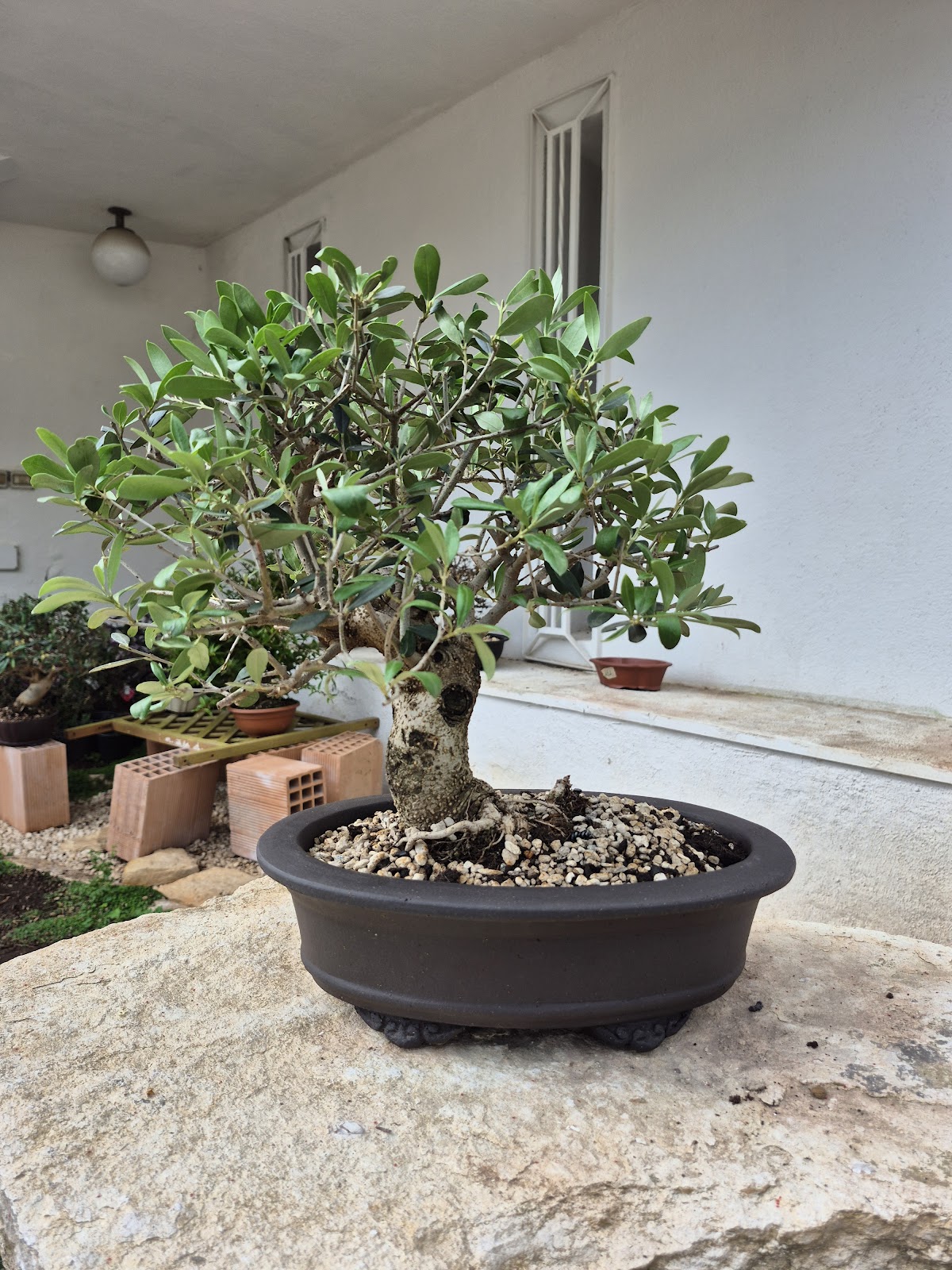 Bonsai of Olive 2