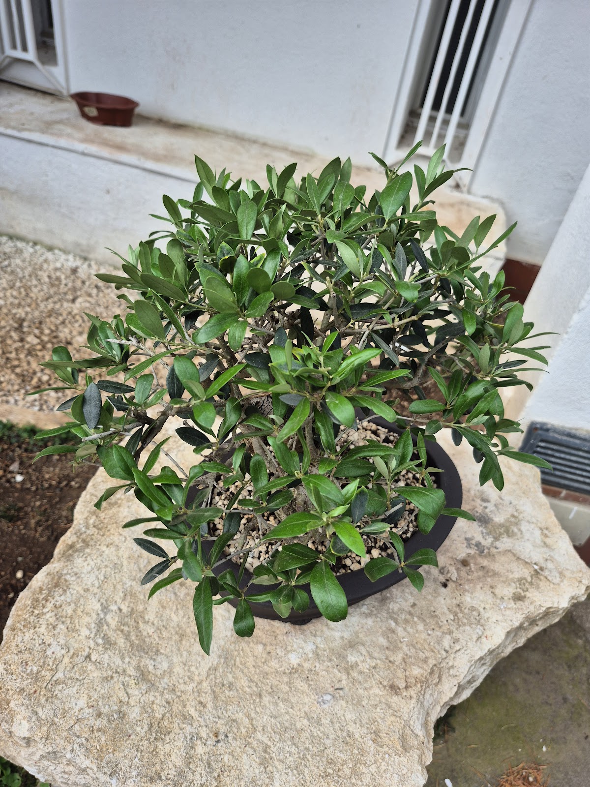 Bonsai of Olive 2