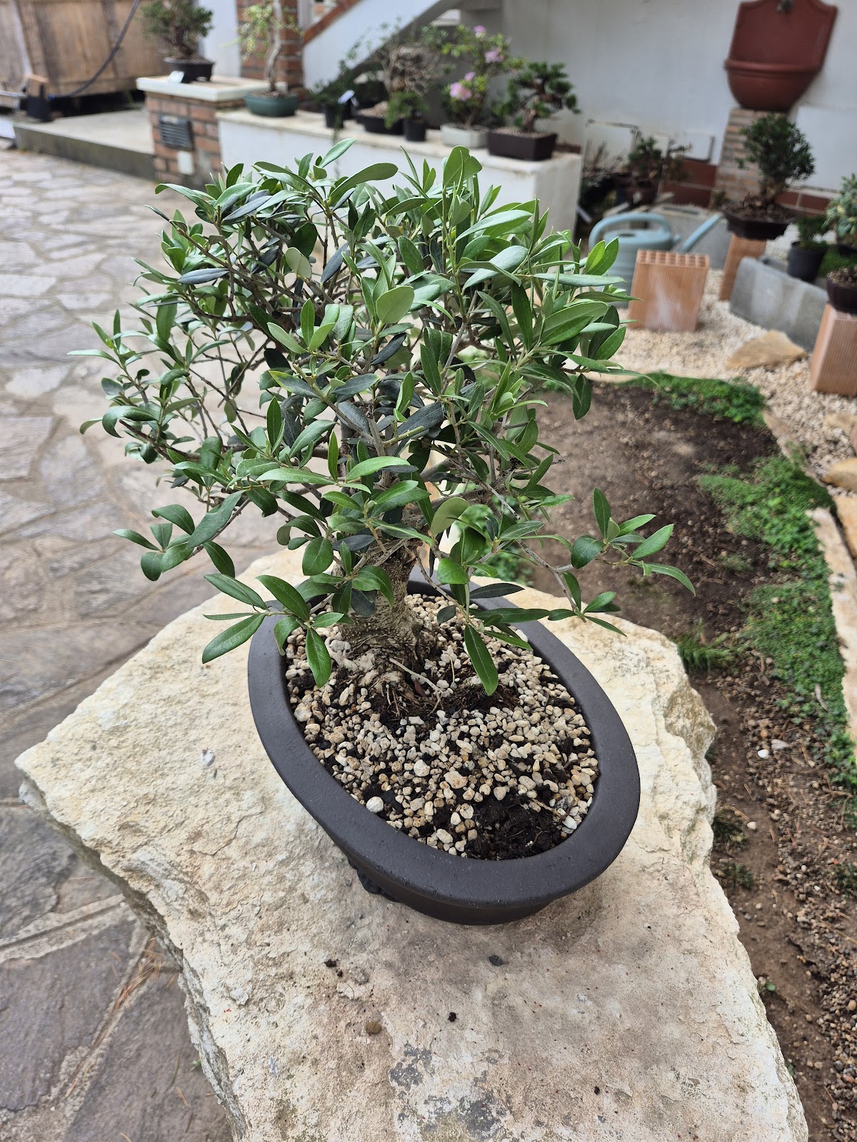 Bonsai of Olive 2