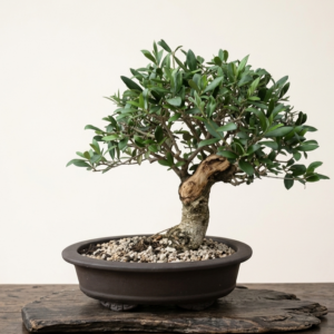 Bonsai of Olive 2